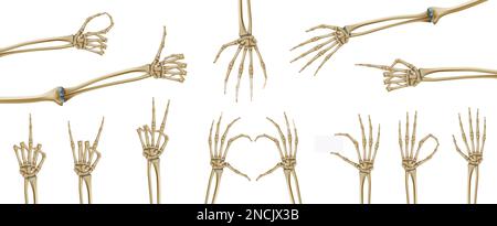 Mains de squelette ensemble réaliste avec images isolées de structures squelettiques de main de paume sur une illustration vectorielle d'arrière-plan vierge Illustration de Vecteur