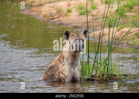 Hyena tachetée assise dans la rivière Sand en Afrique du Sud Banque D'Images