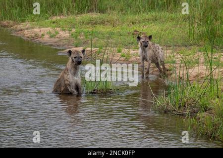 Deux Hyena dans et près de la rivière Sand en Afrique du Sud Banque D'Images