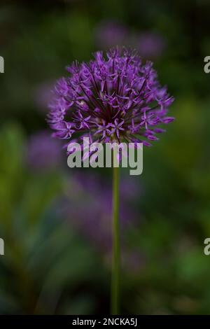 Noeud décoratif Allium. Une araignée se trouve sur une fleur. Mise au point sélective. Orientation verticale. Banque D'Images