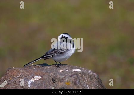 Observation de petits oiseaux sur la pierre, White Wagtail, Motacilla alba Banque D'Images