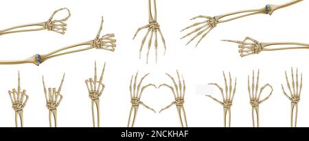 Mains de squelette ensemble réaliste avec images isolées de structures squelettiques de main de paume sur une illustration vectorielle d'arrière-plan vierge Illustration de Vecteur