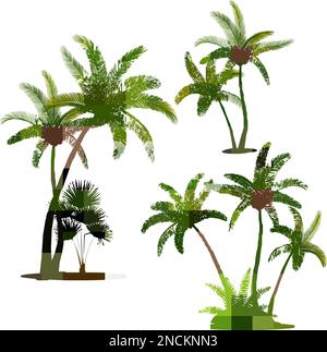 Plantes de forêt tropicale ensemble réaliste de palmiers à noix de coco avec des feuilles vertes isolées sur fond blanc illustration vectorielle Illustration de Vecteur