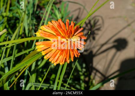 Kniphofia, nom commun, Red Hot Poker, Asphodelaceae Banque D'Images