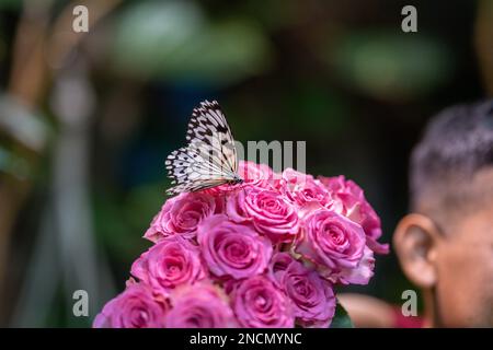 Une idée de papillon de leuconoe sur les roses roses Banque D'Images