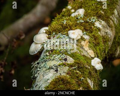 Un gros plan d'une branche recouverte de mousse, ornée de plusieurs champignons Banque D'Images