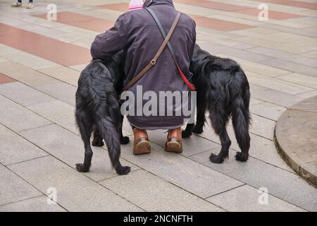 Homme marchant avec deux chiens Labrador Retriever noirs laisse en cuir en ville Banque D'Images