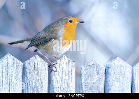Roitelet européen (Erithacus rubecula) perché sur une clôture en bois givrée en hiver Banque D'Images