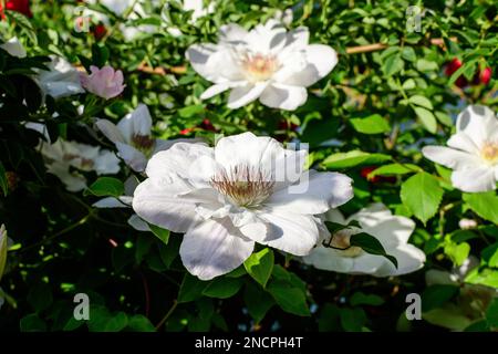 Beaucoup de fleurs blanches délicates de clématis, également connu comme la joie du voyageur, fleur en cuir ou vase vigne, dans un jardin ensoleillé de printemps, belle ba florale extérieure Banque D'Images