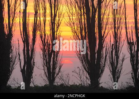 Gros plan d'une rangée de peupliers sans feuilles silhouettés contre le ciel de l'aube de jaune et d'orange, le soleil commençant à traverser la brume matinale. Banque D'Images