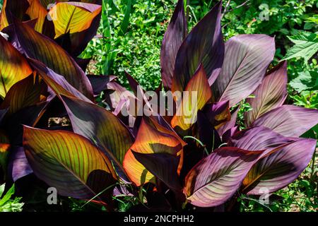 Feuilles rouges vives de Canna indica, communément connue sous le nom de grenaille indienne, arrowroot africain, canna comestible, arrowroot pourpre ou arrowroot Sierra-léonais, en molle Banque D'Images