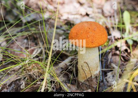 Capuchon orange bolet. Forêt de cultures de champignons comestibles. Un jeune boletus pousse dans la forêt, un champignon avec un bonnet rouge et un blanc sec entre les pieds Banque D'Images