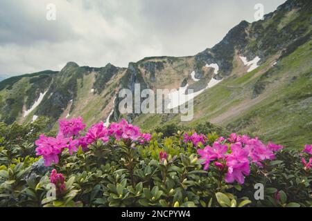 Gros plan rhododendron azalea fleurs buisson dans la vallée concept photo Banque D'Images