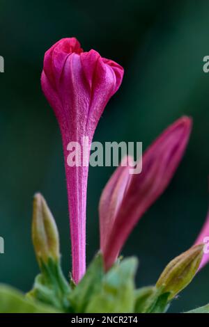 Mirabilis jalapa fleurs. Connu sous le nom de Dondiego de noche ou Maravilla del Perú. Merveille du Pérou. Banque D'Images