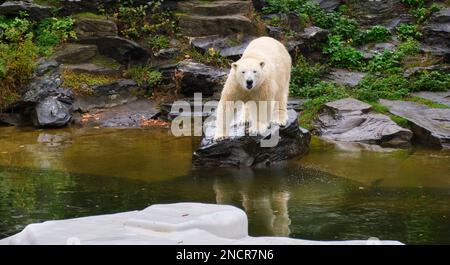 Ours polaire assis sur le rocher et regardant devant les visiteurs dans le zoo Banque D'Images