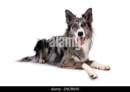 Jeune adulte bleu merle Border Collie chien, couché sur les côtés sur le bord. En regardant directement vers la panse de l'appareil photo. Isolé sur un fond blanc. Banque D'Images