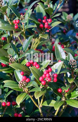 Skimmia japonica Nymans, arbuste à feuilles persistantes, grappes de petites fleurs blanches, baies rouges brillantes Banque D'Images