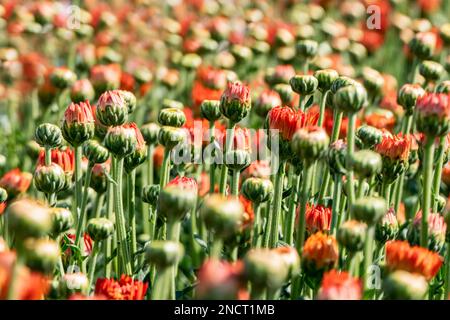 Les fleurs et les bourgeons de chrysanthèmes orange se rapprochent sur un arrière-plan flou Banque D'Images