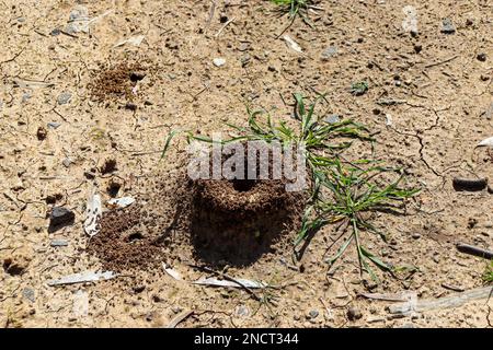 Un gros plan de la butte fourmi avec un trou dans le sol sec Banque D'Images