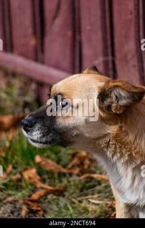 Une photo verticale d'un adorable chien de dingue Banque D'Images