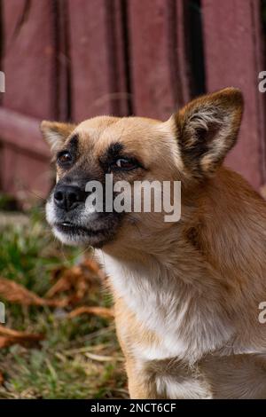 Une photo verticale d'un adorable chien de dingue Banque D'Images