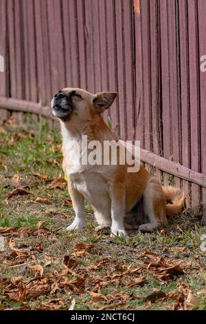 Un cliché vertical d'un adorable chien de dingue assis à la clôture et en profitant de la lumière du soleil Banque D'Images