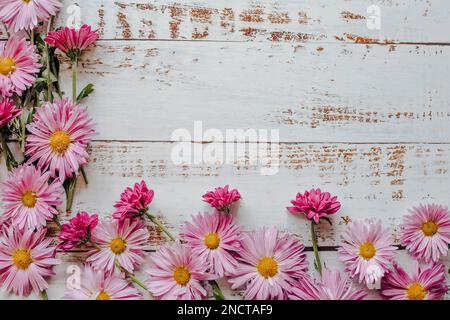 Gros plan sur des chrysanthèmes à fleurs roses Banque D'Images