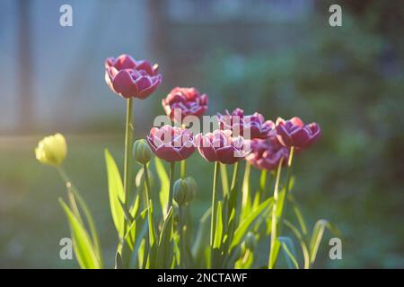 Un groupe de tulipes de variété rayées dans le jardin. Touchez de rêve. Banque D'Images