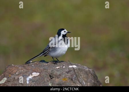 Observation de petits oiseaux sur la pierre, White Wagtail, Motacilla alba Banque D'Images