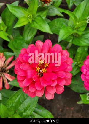 Zinnia elegans connu sous le nom de jeune-et-âge, commun zinnia une plante à fleurs annuelle dans la famille des Asteraceae Banque D'Images