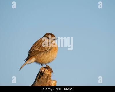 Stonechat - femelle Saxicola rubicola Valencia, Espagne BI035287 Banque D'Images