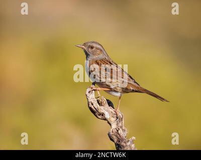 Dunnock Prunella modularis Valencia, Espagne BI035311 Banque D'Images