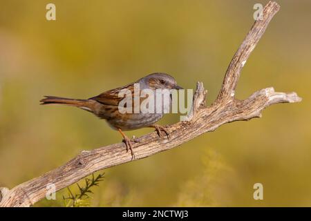 Dunnock Prunella modularis Valencia, Espagne BI035319 Banque D'Images
