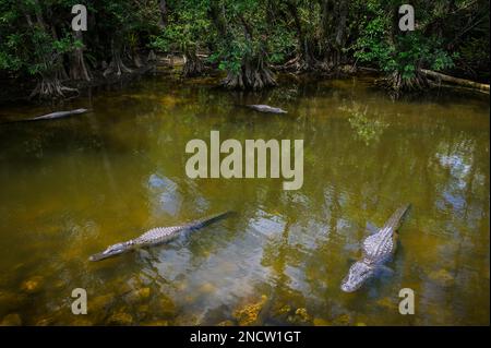 Alligator américain (Alligator mississippiensis) situé dans l'eau du marais cyprès, réserve nationale de Big Cypress, Floride, États-Unis. Banque D'Images