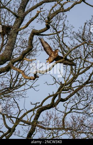 Buteo buteo (Buteo buteo) en train de prendre le vol de l'arbre, Rhyader Wales UK. Février 2023 Banque D'Images
