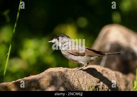 Casquette de noir eurasienne (Sylvia atricapilla) assise sur une roche au printemps. Banque D'Images