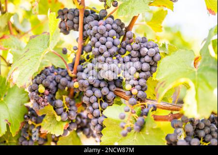 Gros plan des grappes de raisins de couleur bleue pendent sur une plante en septembre avant la récolte, jour ensoleillé Banque D'Images