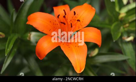 Un gros plan de Lilium bulbiferum, un nénuphars orange. Banque D'Images