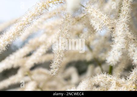 Un gros plan d'Aruncus dioicus, connu sous le nom de barbe de chèvre, plumes de mariée. Banque D'Images