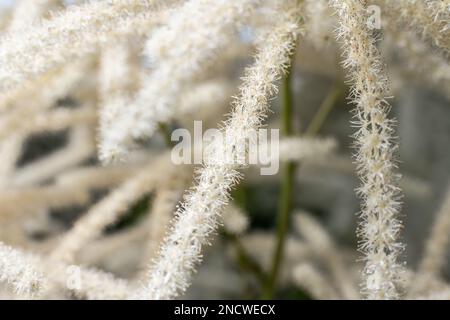 Un gros plan d'Aruncus dioicus, connu sous le nom de barbe de chèvre, plumes de mariée. Banque D'Images