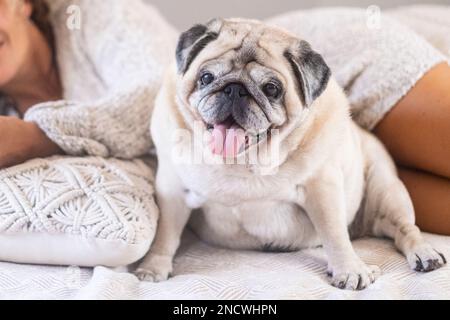 Portrait drôle de chien avec son propriétaire à backgorund. Style de vie domestique avec propriété animale. Activités de loisirs en intérieur avec votre chiot. Bonne amitié. À Banque D'Images