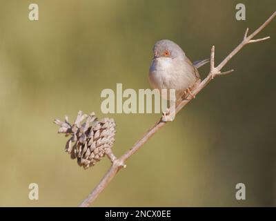 SardinanParuline - Sylvia melanocephala femelle Valencia, Espagne BI035910 Banque D'Images