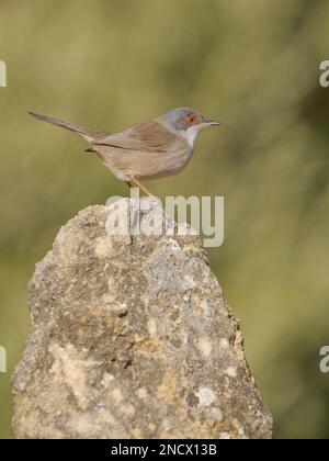 SardinanParuline - Sylvia melanocephala femelle Valencia, Espagne BI035914 Banque D'Images