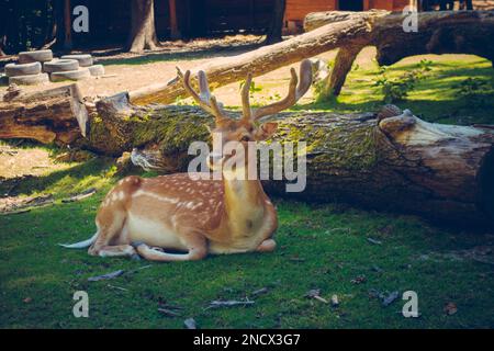 Un cerf perse de jachère se détendant dans l'ombre sur l'herbe dans le parc près de l'arbre moussy tombant Banque D'Images