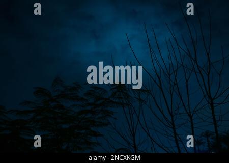 arbre étrange dans le champ Banque D'Images