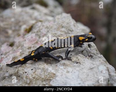 Salamandra salamandra, Salamandre de feu sur un rocher en Croatie Banque D'Images