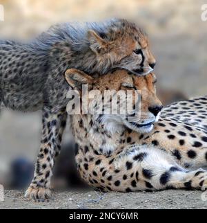 Gros plan d'un cheetah cub nuzzling la tête de sa mère, Afrique du Sud Banque D'Images