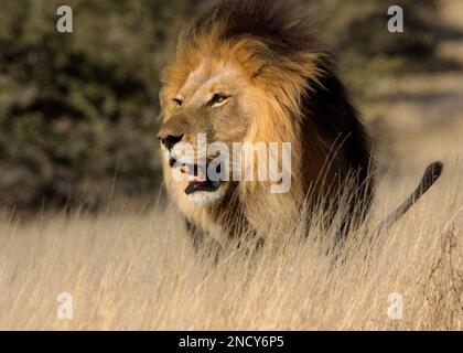 Portrait d'un lion dans le Bush, Afrique du Sud Banque D'Images