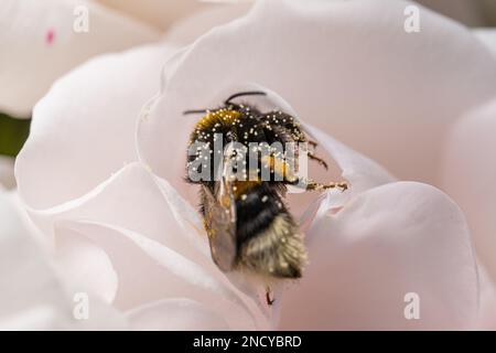 Un gros plan de Bombus hortorum, le bourdon de jardin couvert de pollen. Banque D'Images