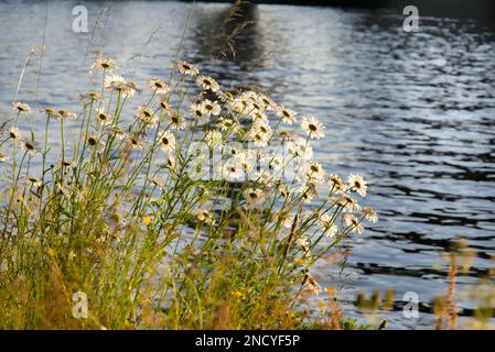 Pâquerettes blanches et herbe près du canal au coucher du soleil Banque D'Images